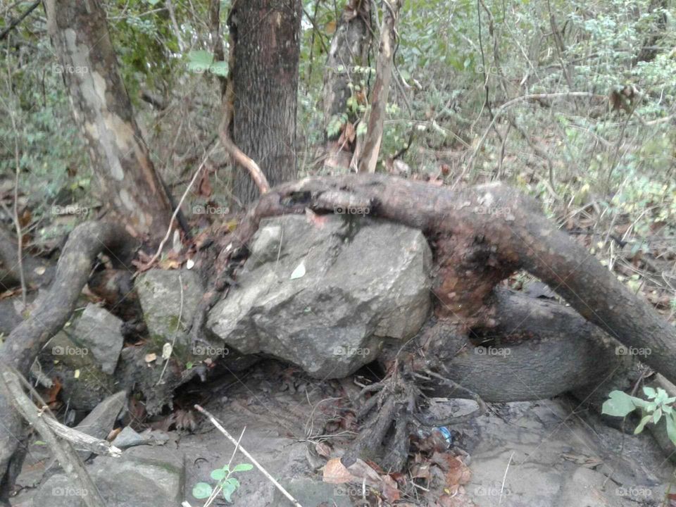 Root grew around stone
