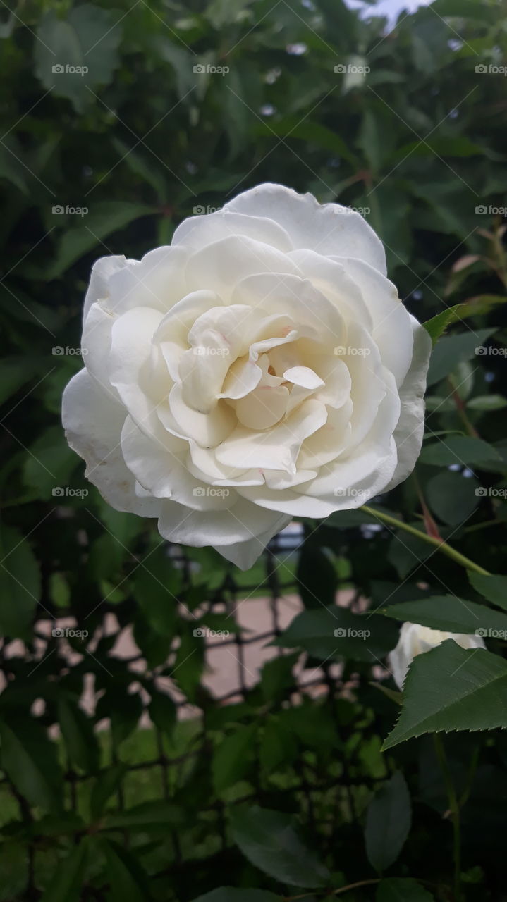 white rose in garden pound with a blury fance