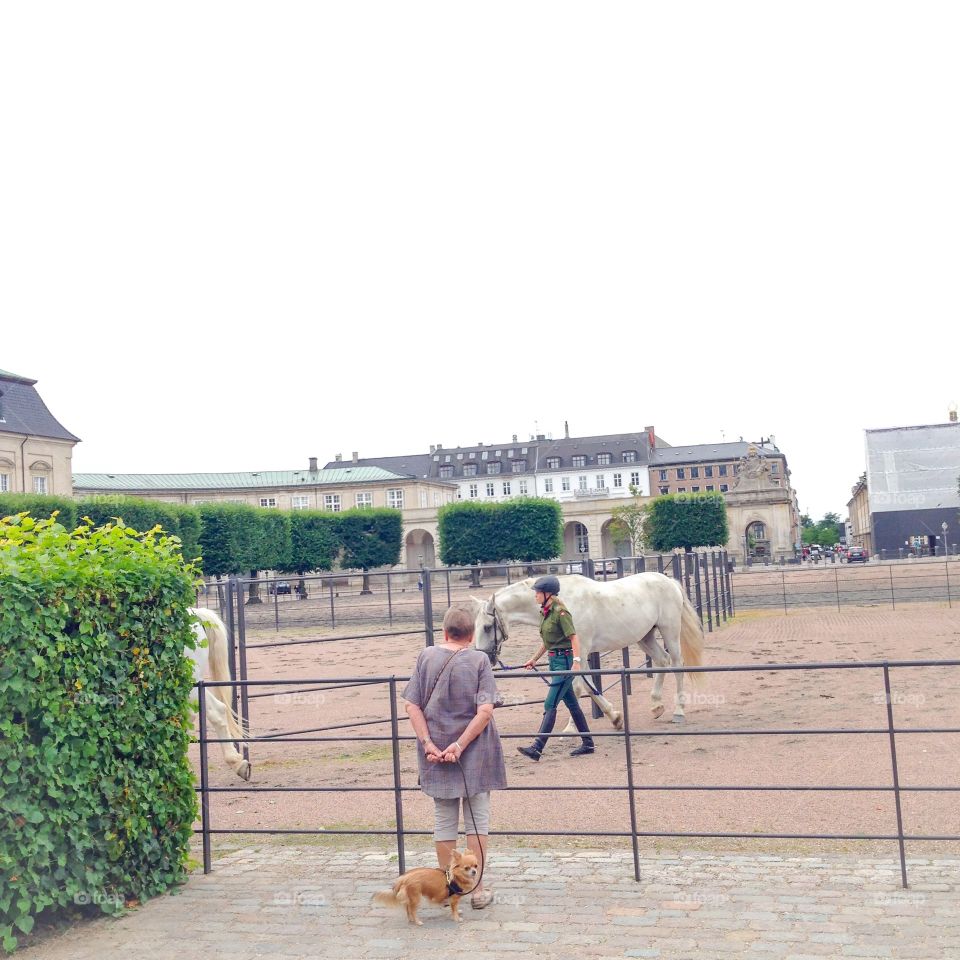 woman, dog and horse 