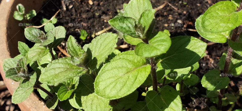 Young mint plant