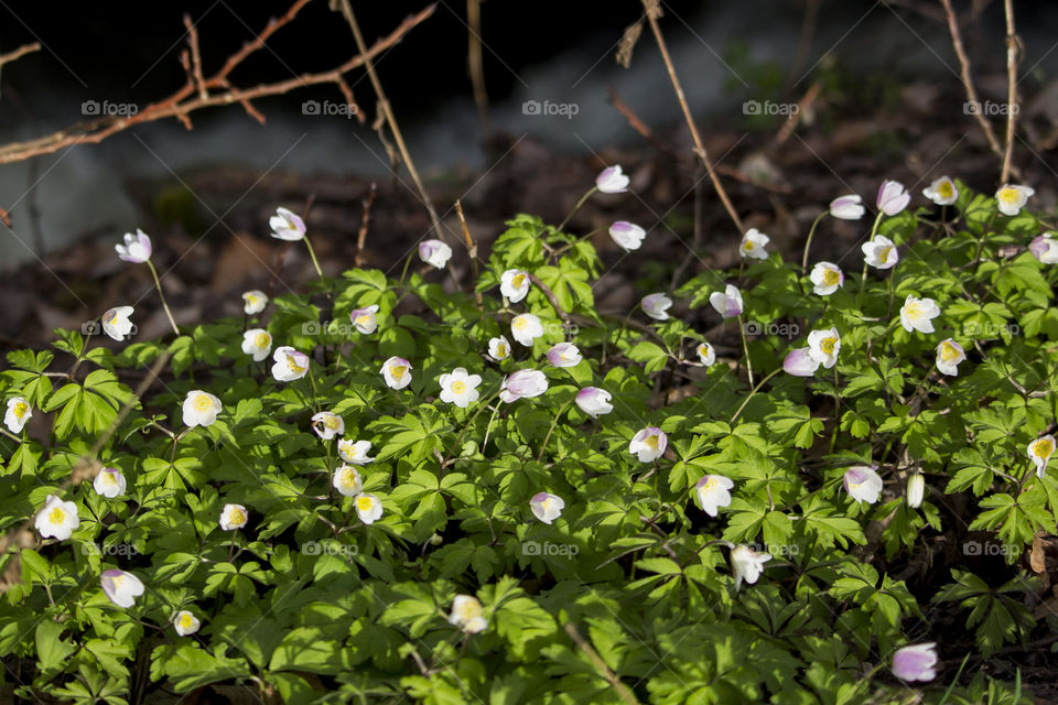 Wood anemones forest creek.
Vitsippor skog bäck