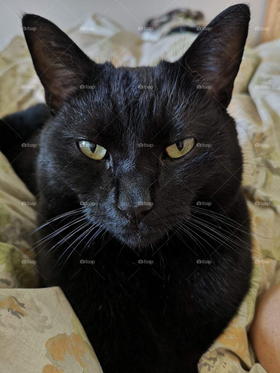 Rupert the black cat