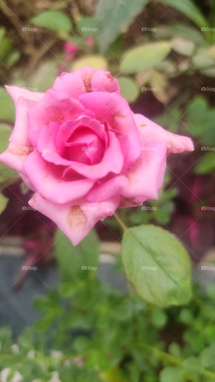 so beautiful nice colour pink rose so nice flower garden rose