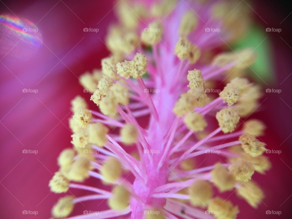 Hibiscus stamen closeup