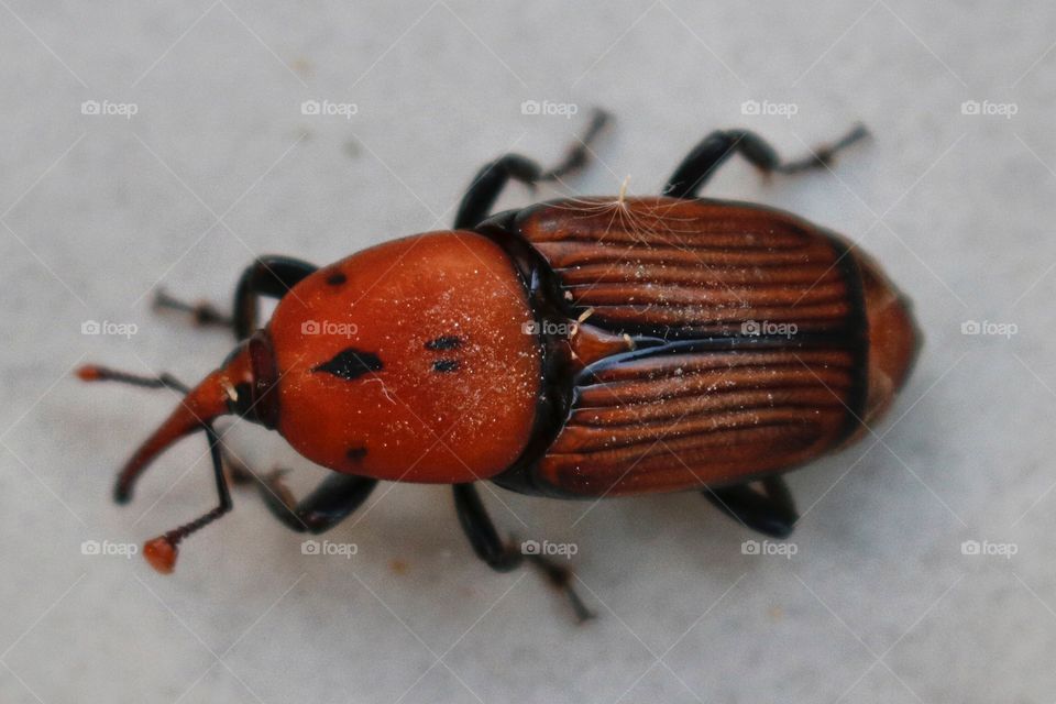 Phanerognatha - small visitor) 