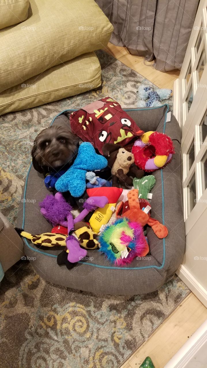 Dog in Dog Bed with a lot of Dog Toys