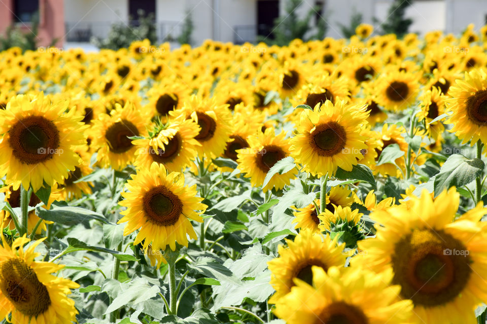 Sunflower, Flower, Summer, Flora, Nature