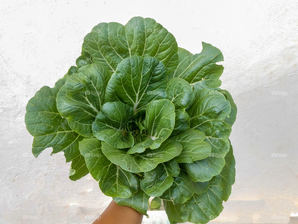 Pak Choi Head Top View