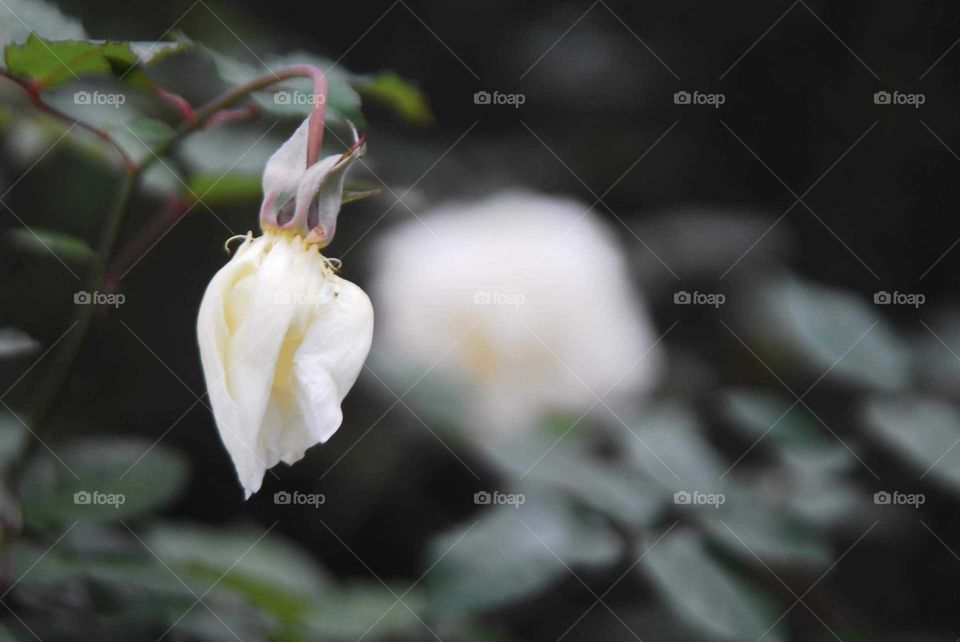 a white rose growing in the garden