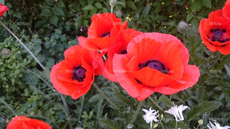 giant poppy