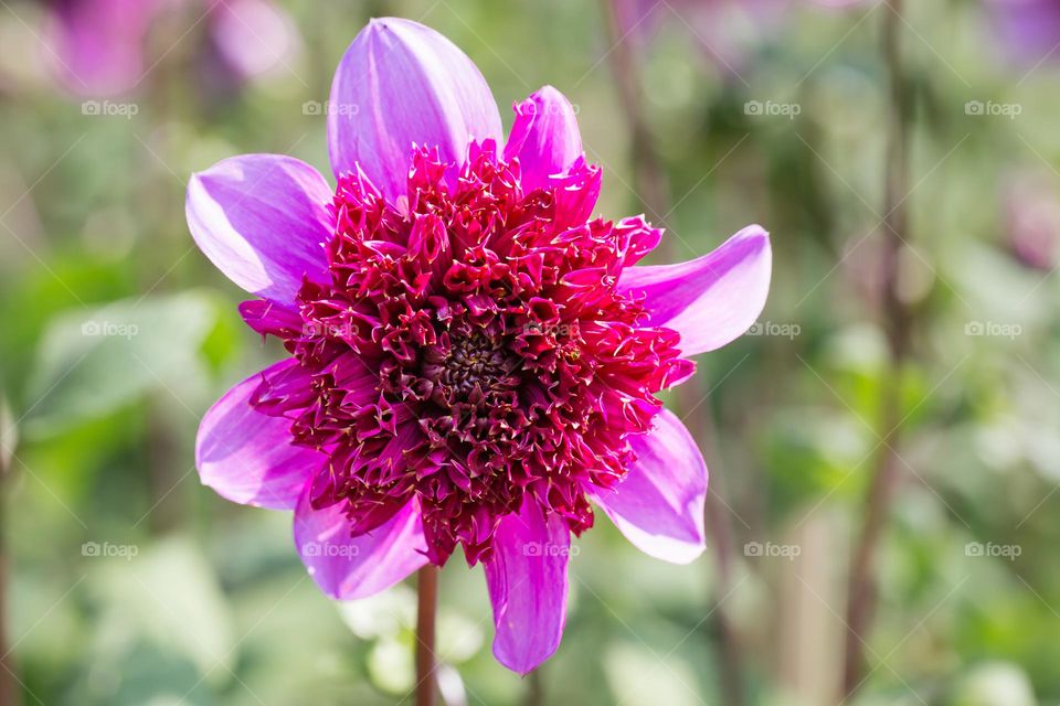 Closeup of one magenta colored blooming dahlia flower in the garden outdoors 