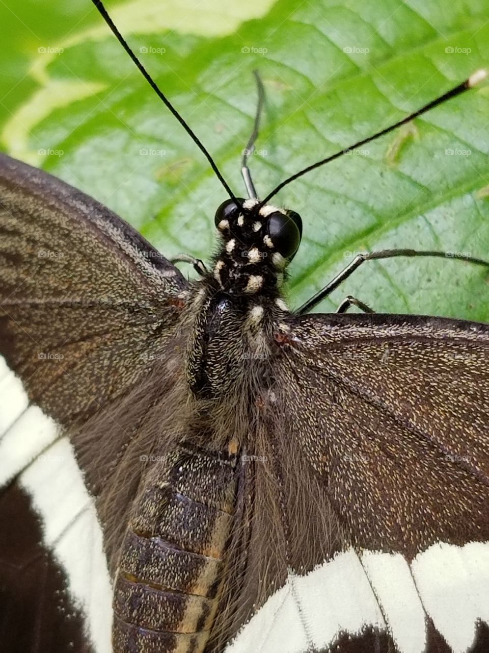 Butterfly, close up