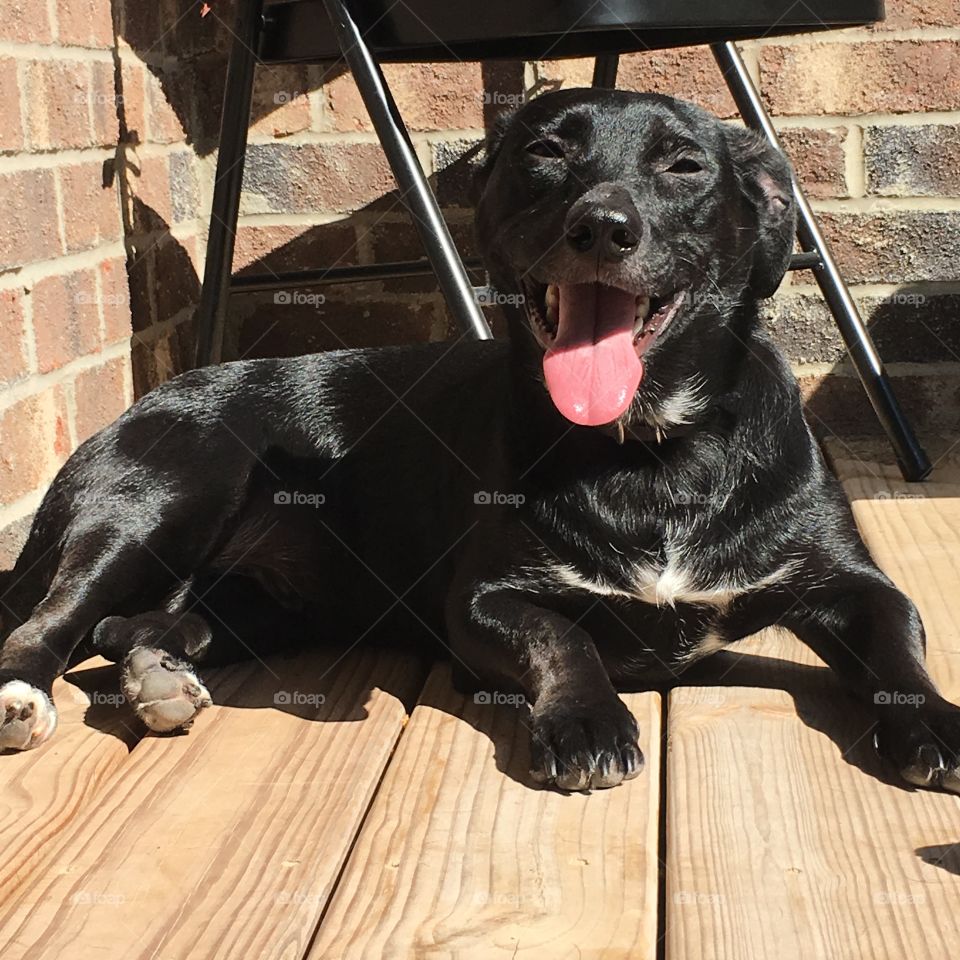 Hot black dog in sun 