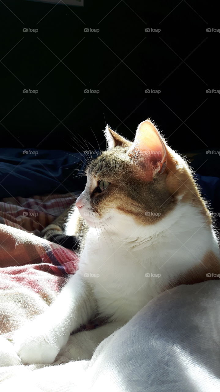 Calico Cat enjoying the Sunlight. Rescue Pet.