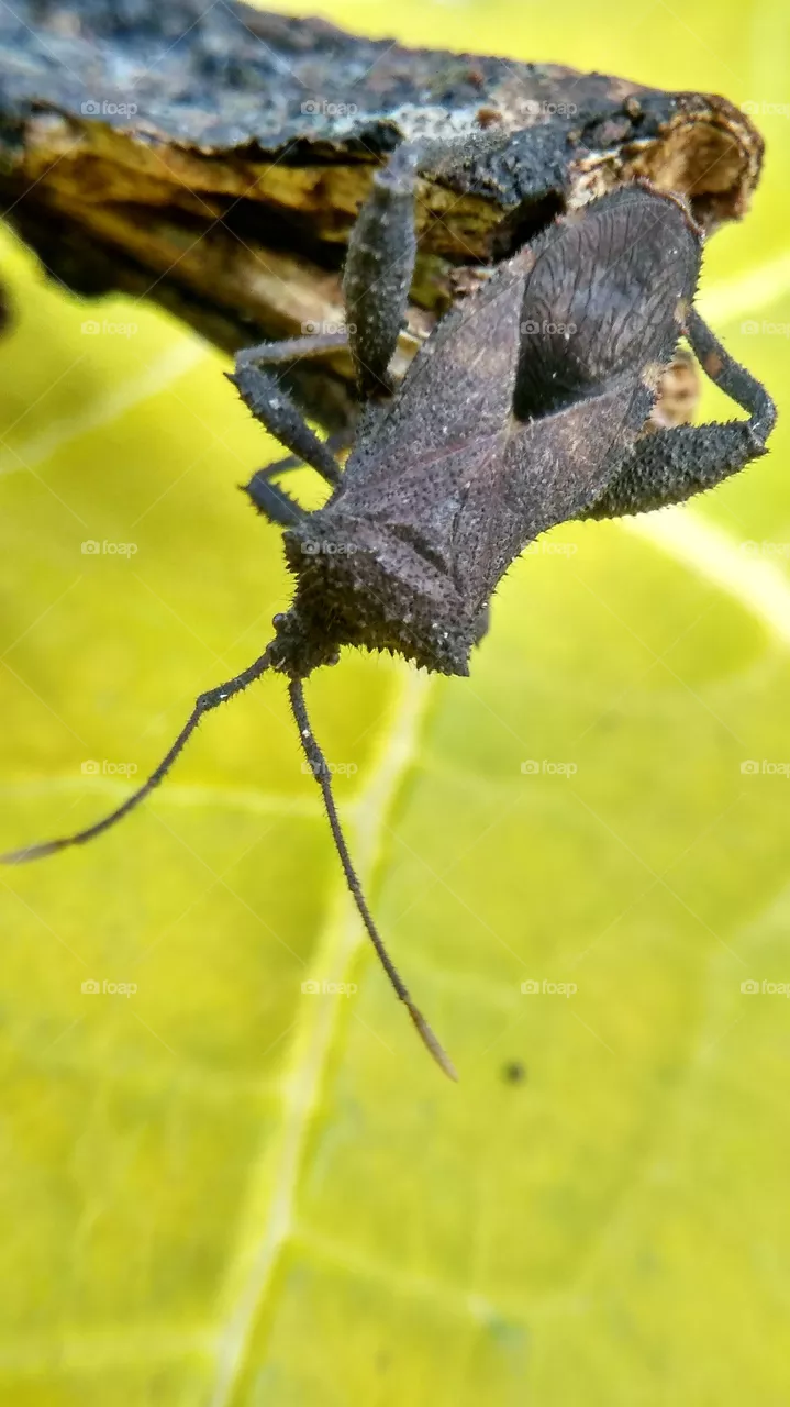 insect