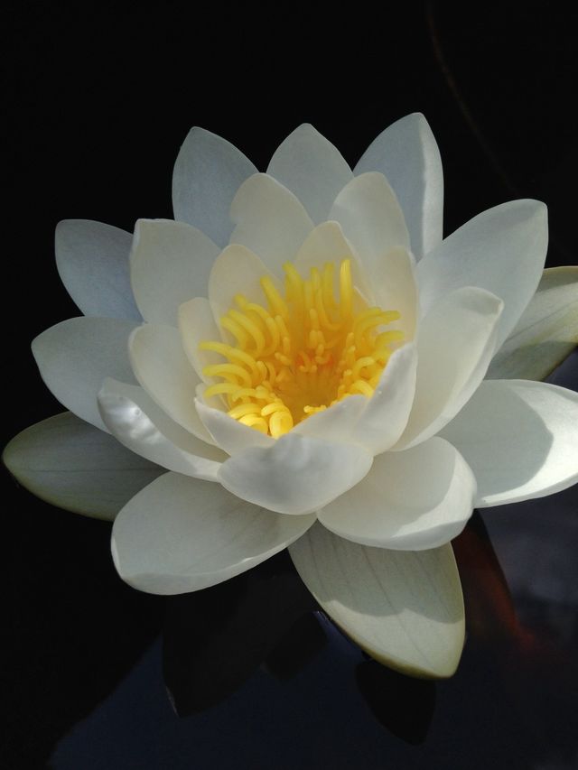 Water lily