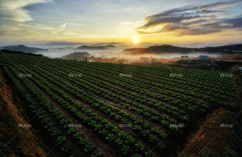 green vegetable farm in a foggy morning