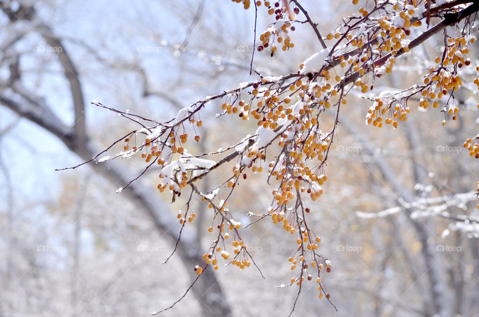 Snowy berry branch