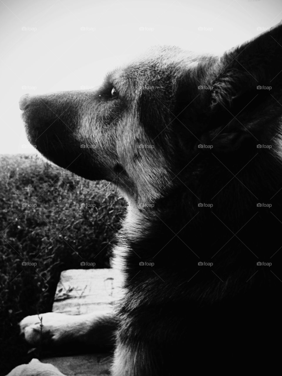Black and white photo of a dog
