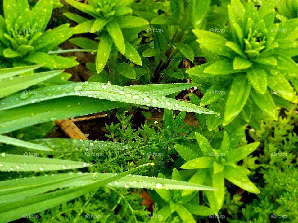 Flowers in our yard with the morning dew