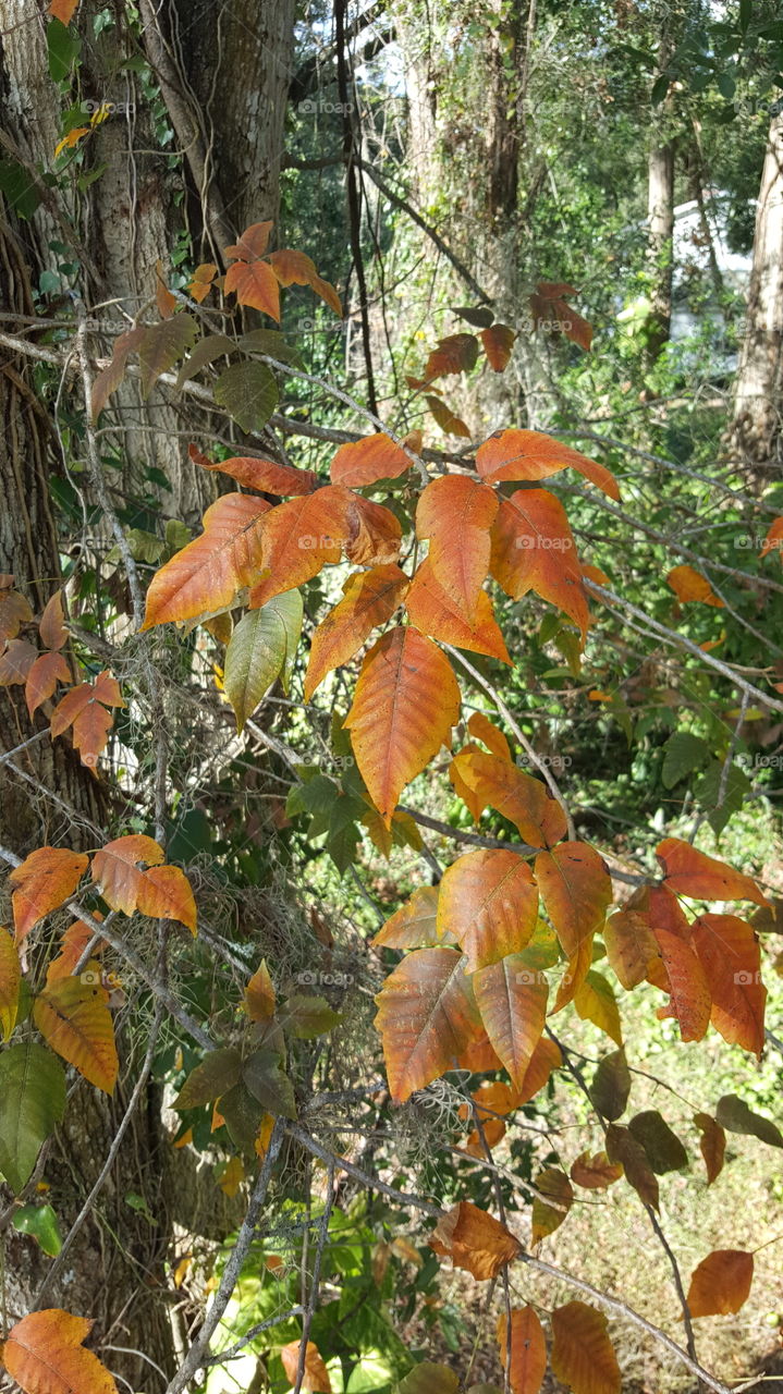 fall poison ivy