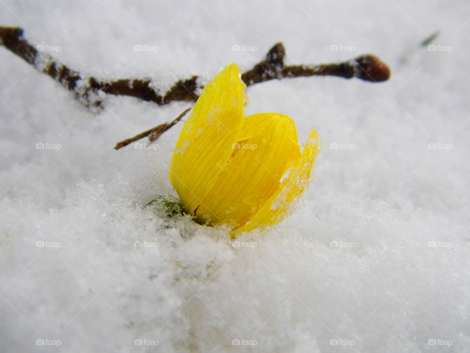 yellow flower on snow in winter