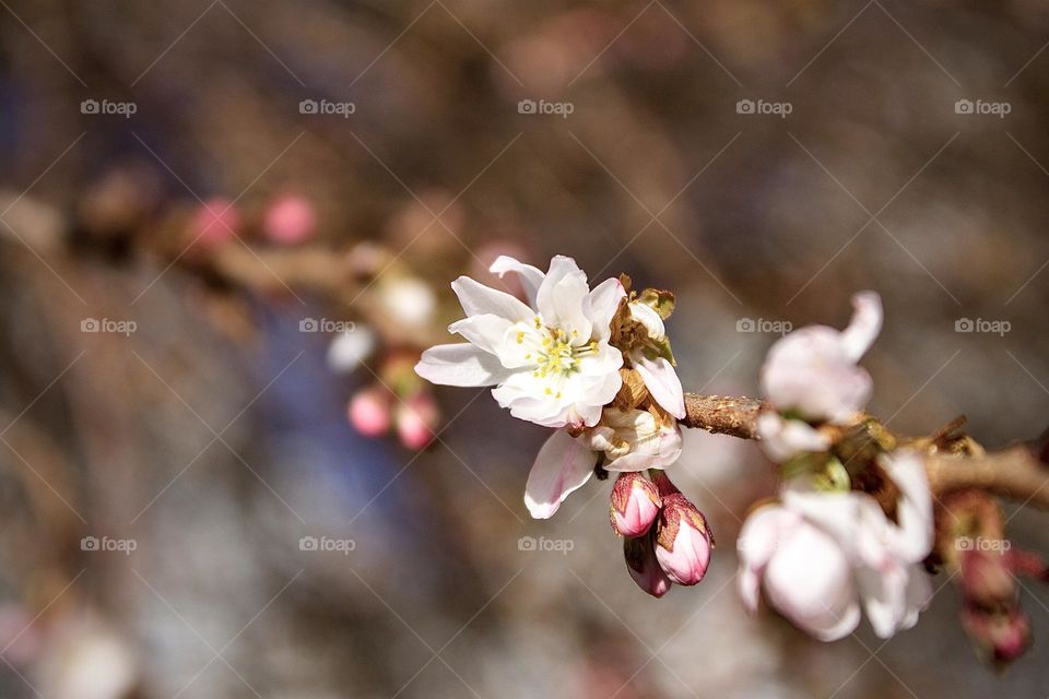 Japanese Cherry Flower. Botanical name: Prunus serrulata.