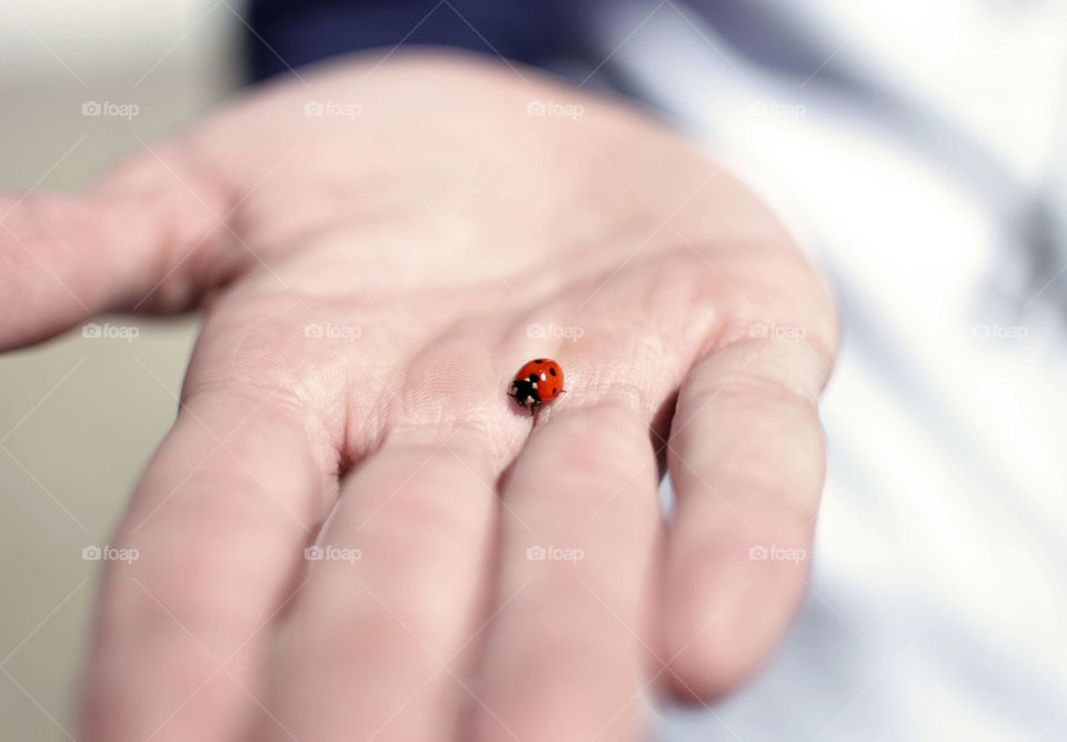 Ladybug . Ladybug in palm of hand 
