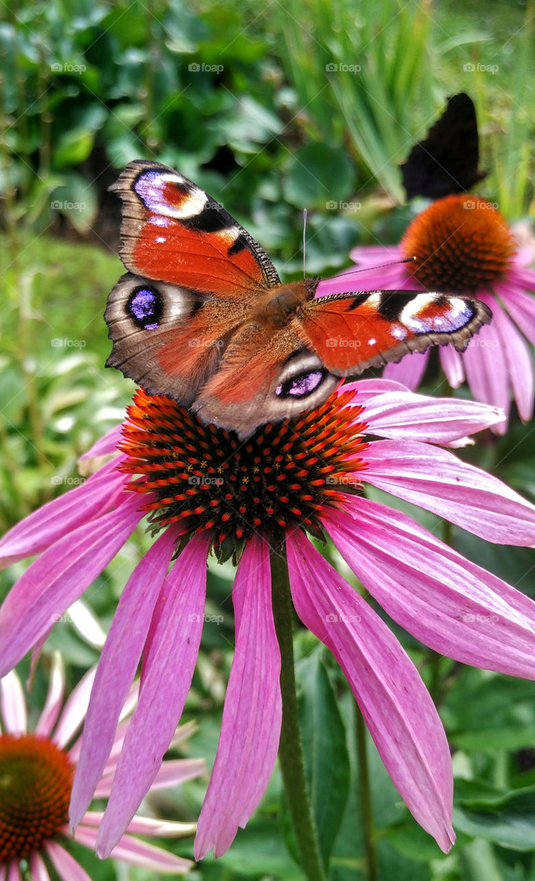 Peacock butterfly sitting on a flower echinacea