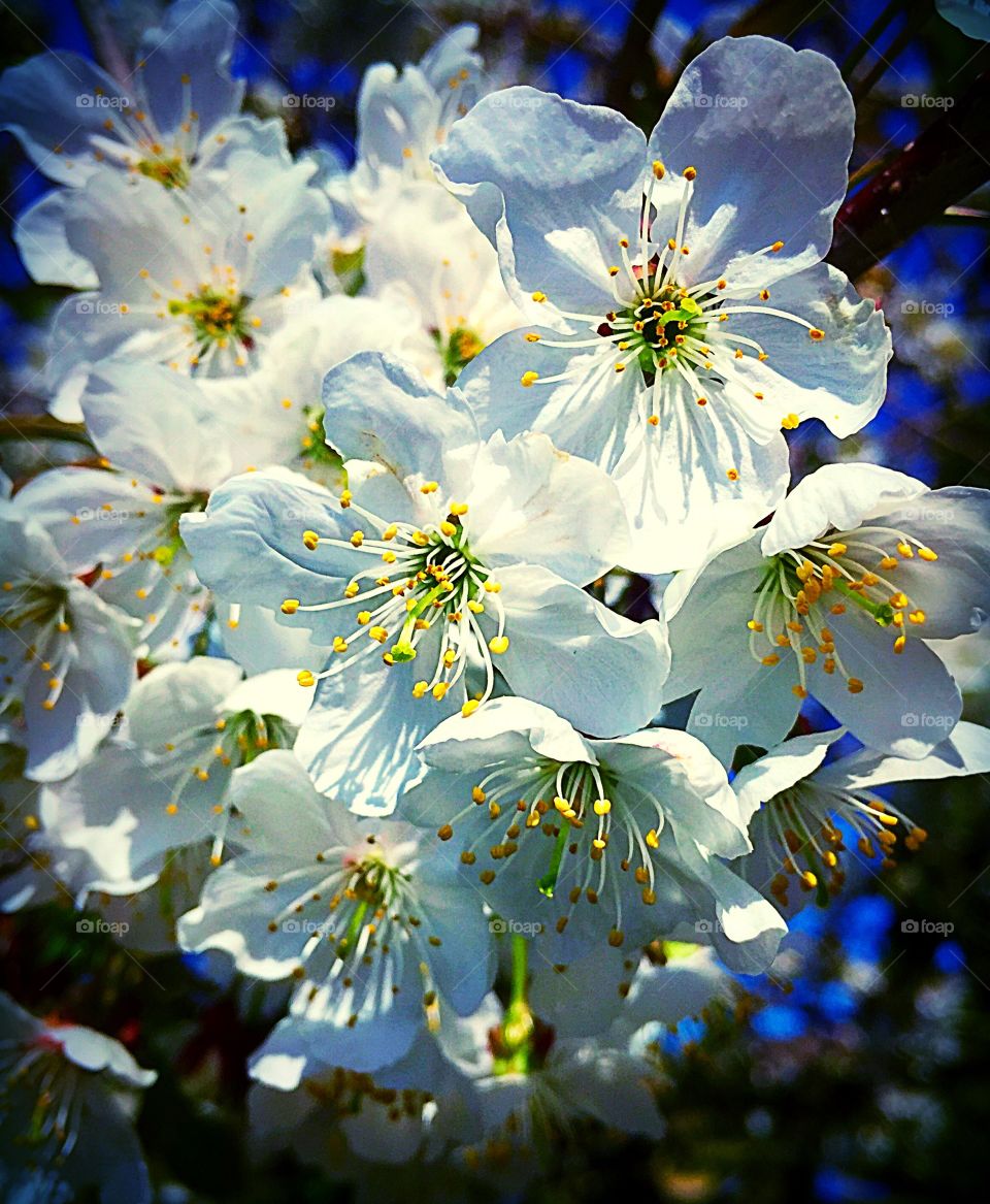 Close-up of cherry Blossom