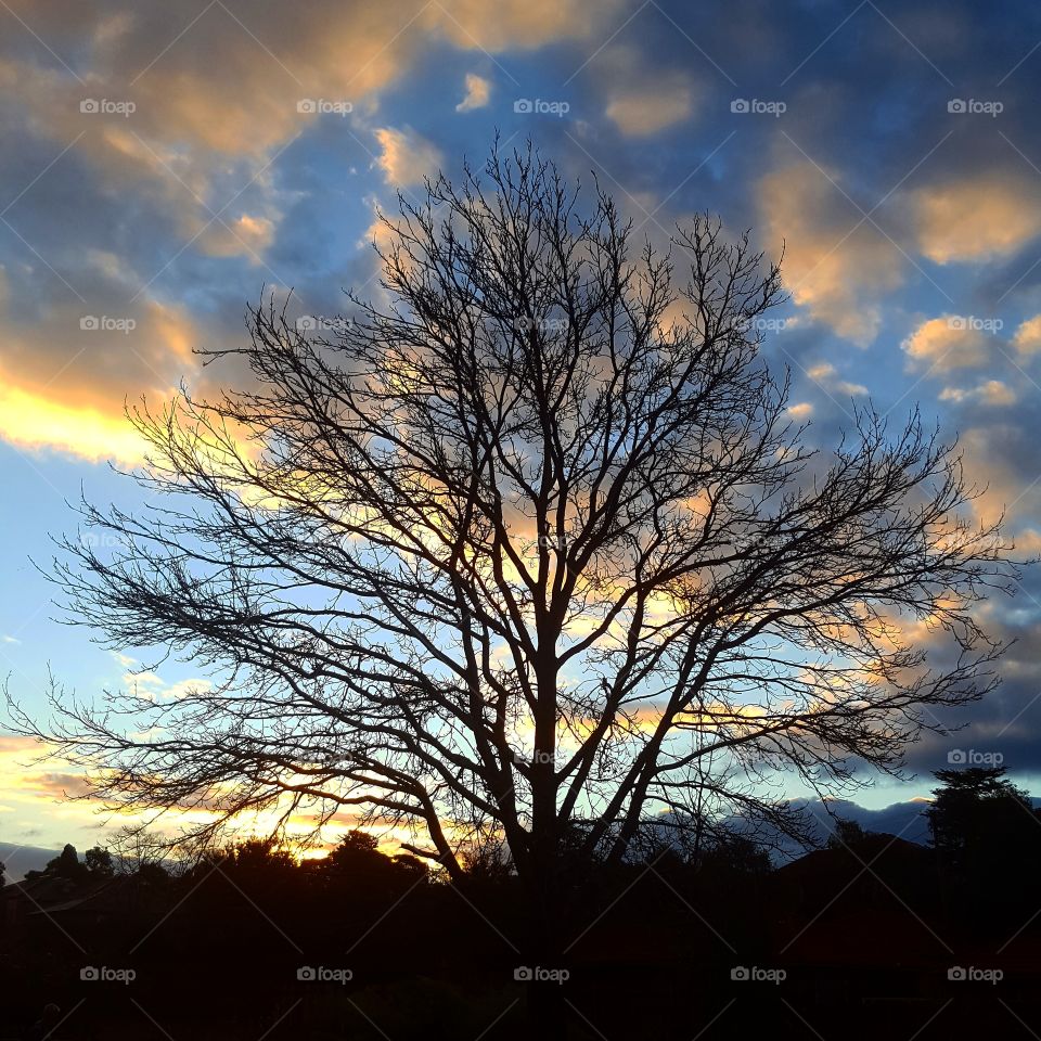 evening sunset tree