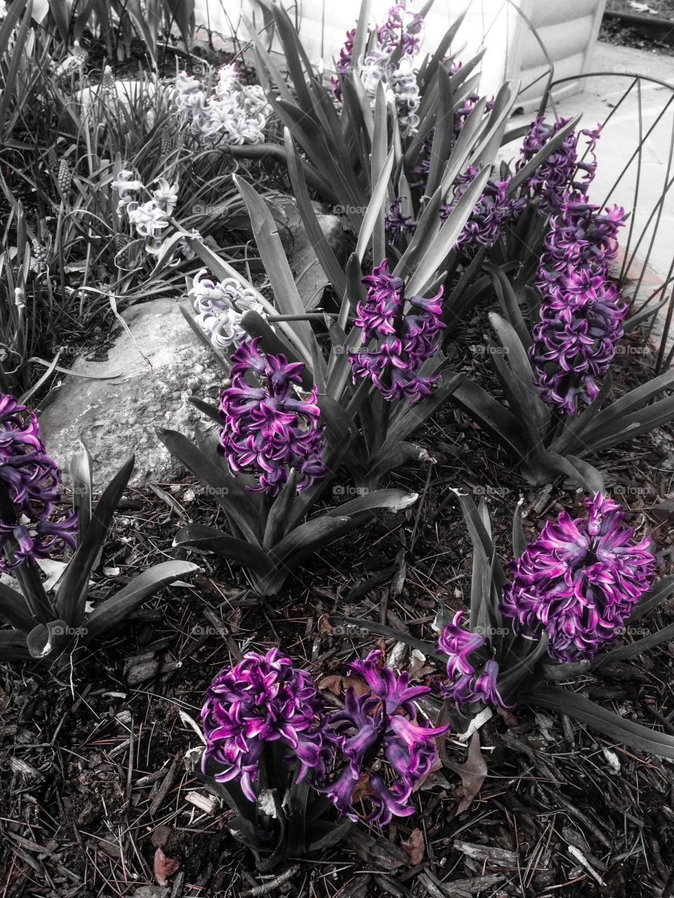 Hyacinths 2