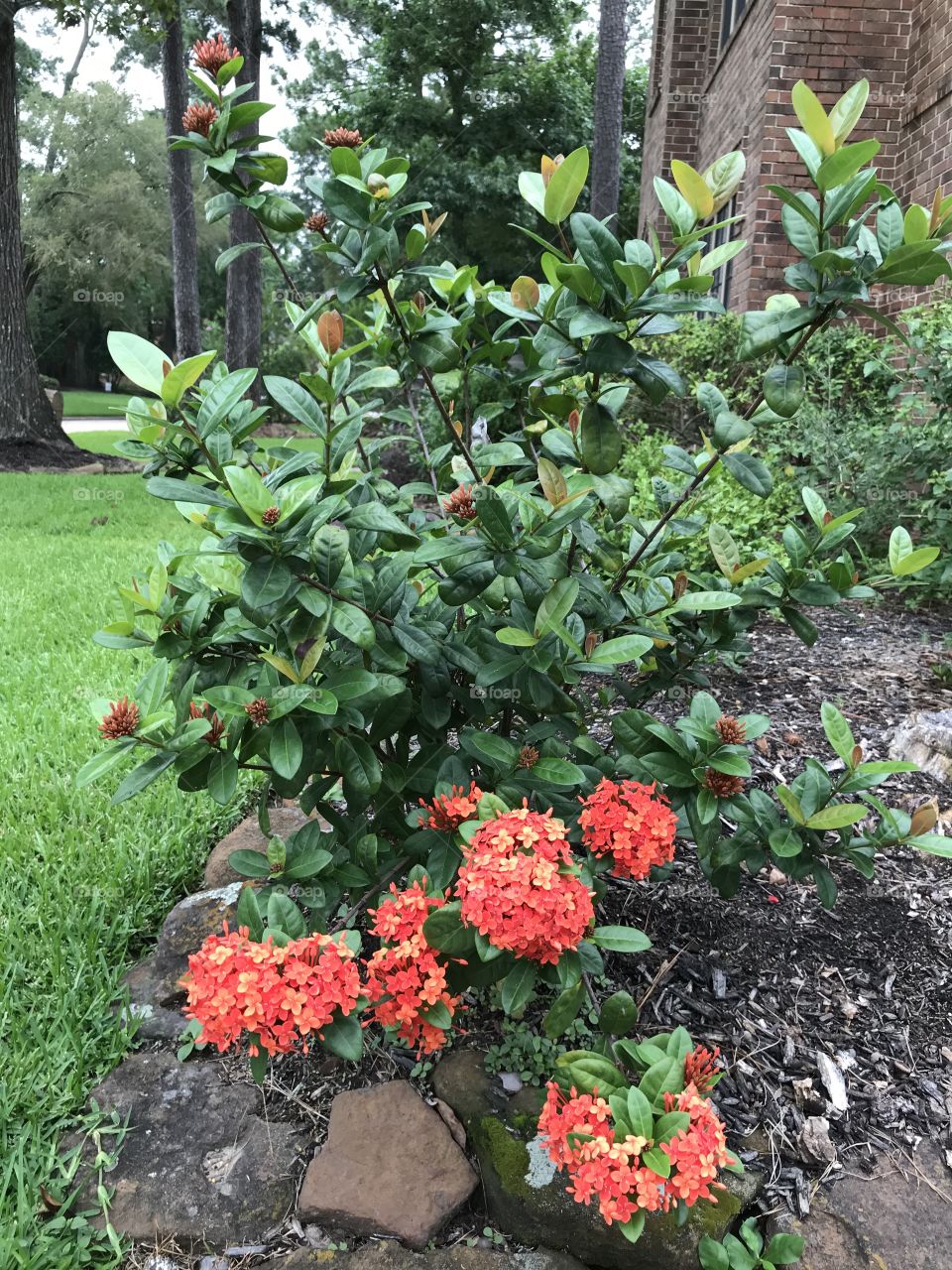 Ixora