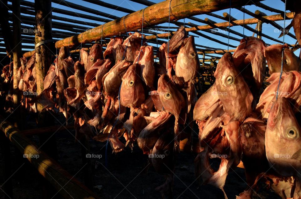 Drying Fish