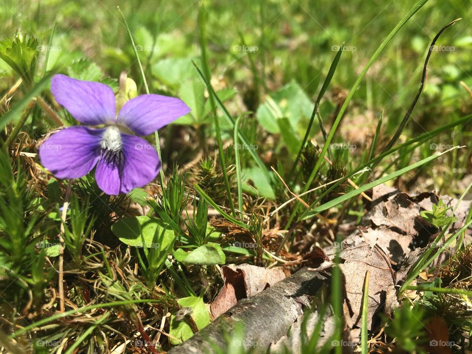 Beautiful Flower in my backyard, Pennsylvania.