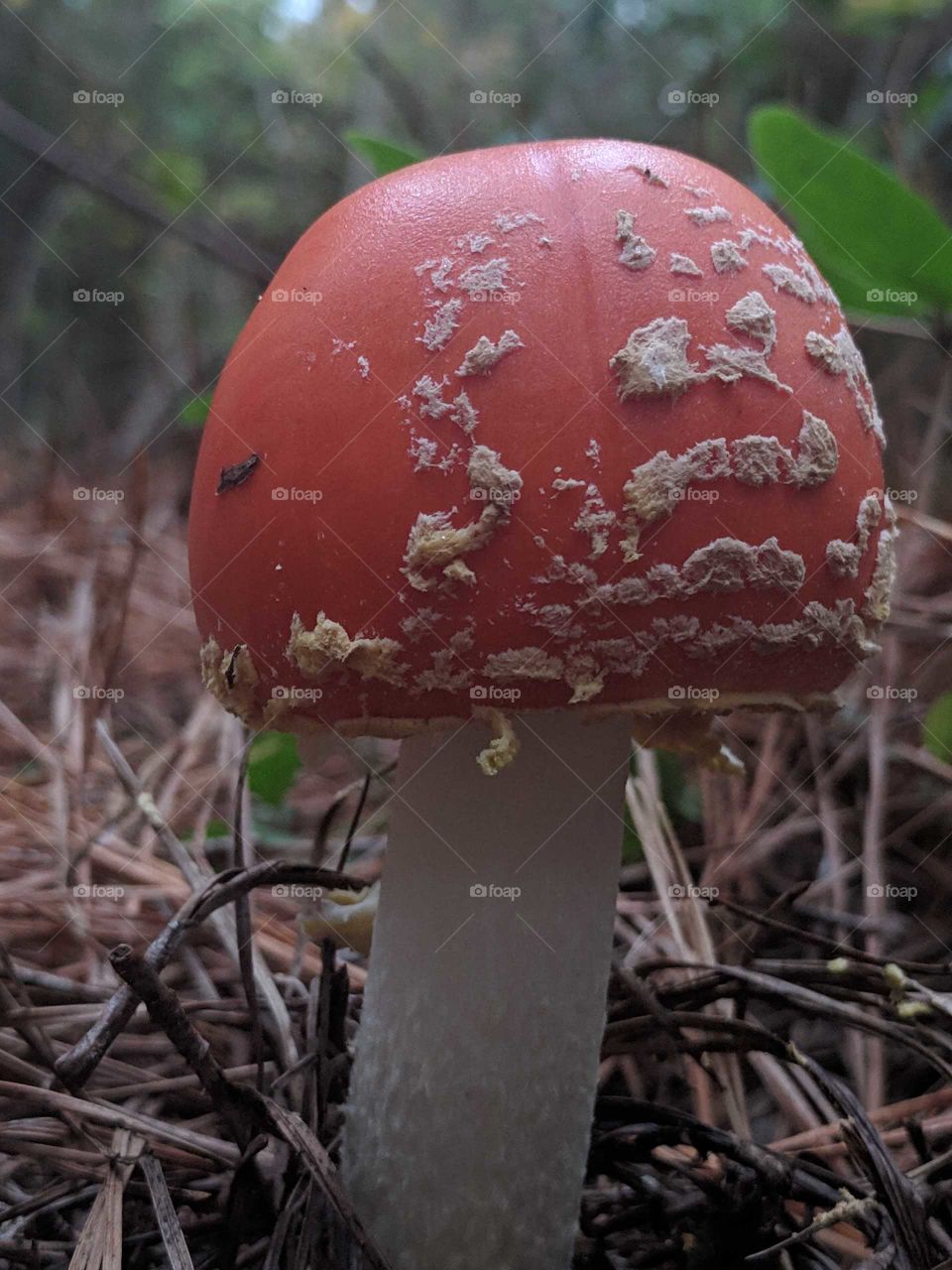 Mushroom