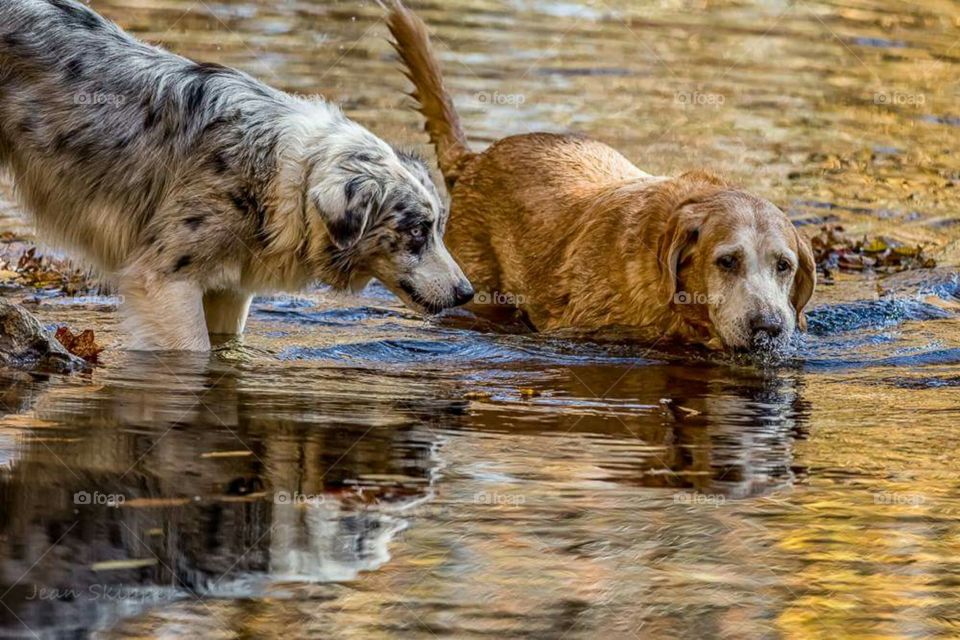 Australian Shepherd & Lab in River