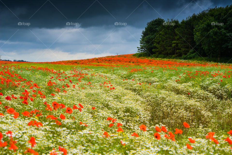 Poppie field in Nidd