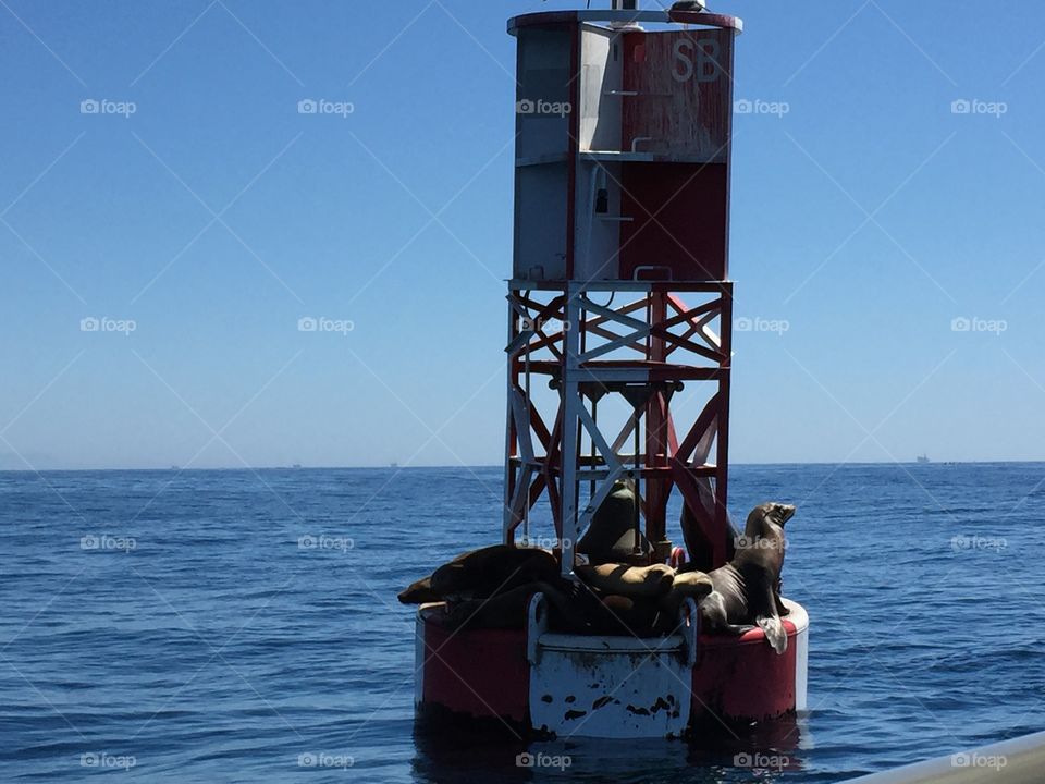 Seals on a buoy