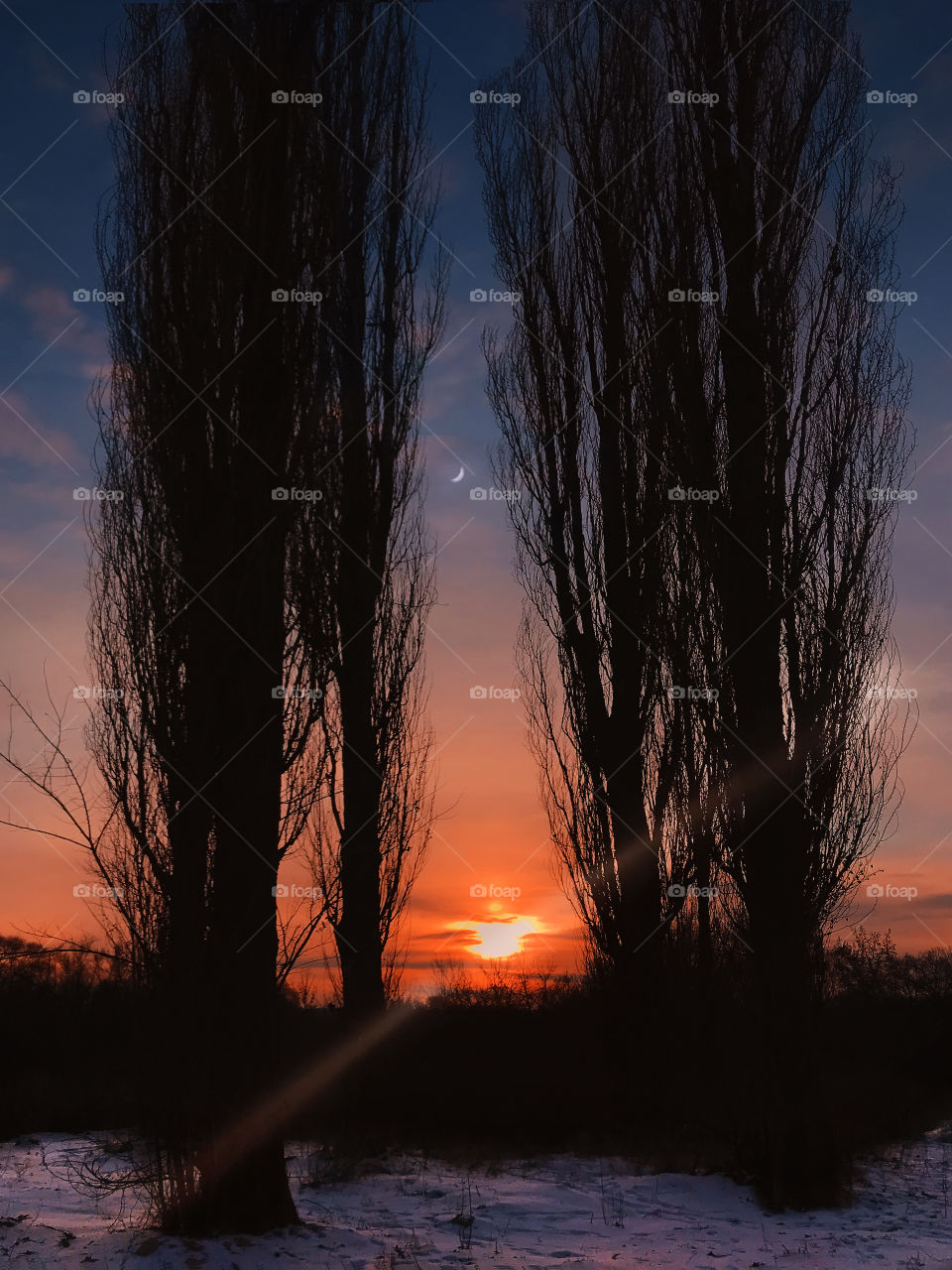 Silhouette of trees on beautiful sunset background in winter 