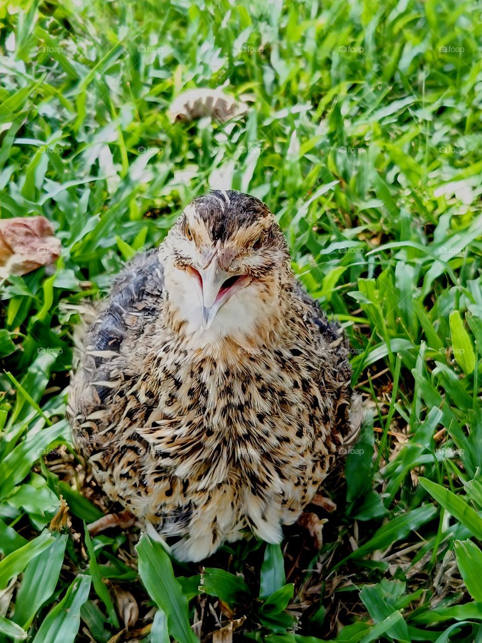 Front view of a female quail in the field.