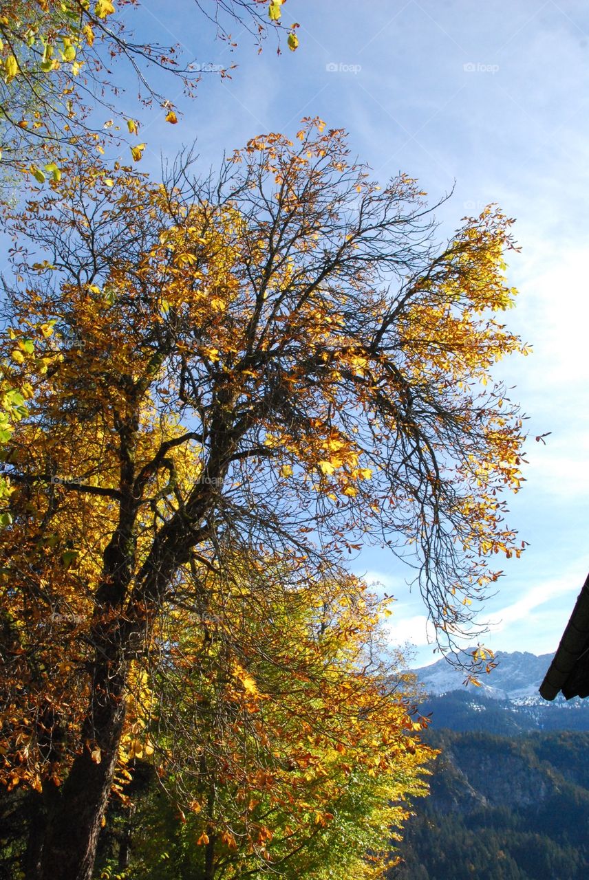 mountain tree leaf autumn by Nikita80