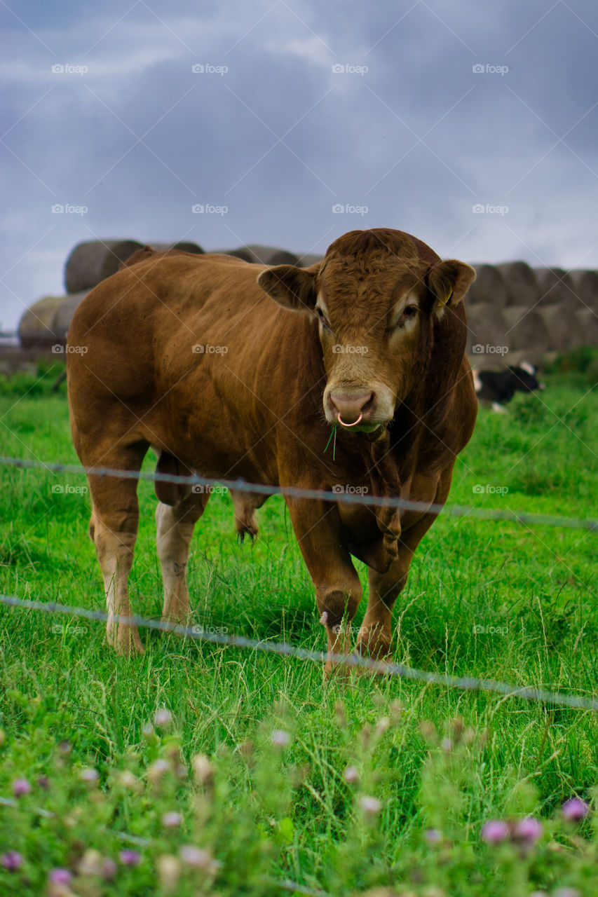 It's no bull from me