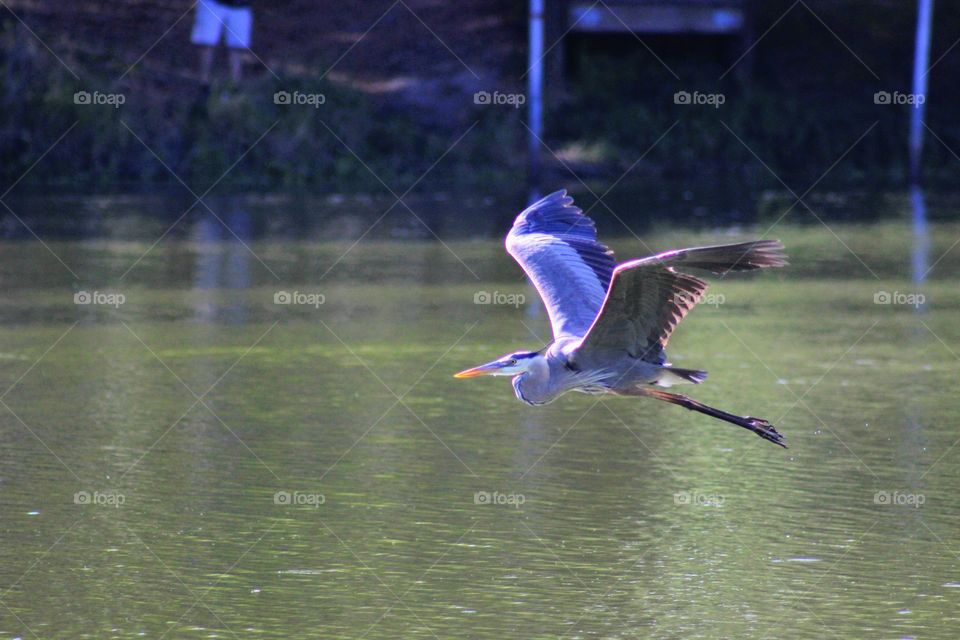 great blue heron in flight over the water close up.  brilliantly colored bird and great action shot.