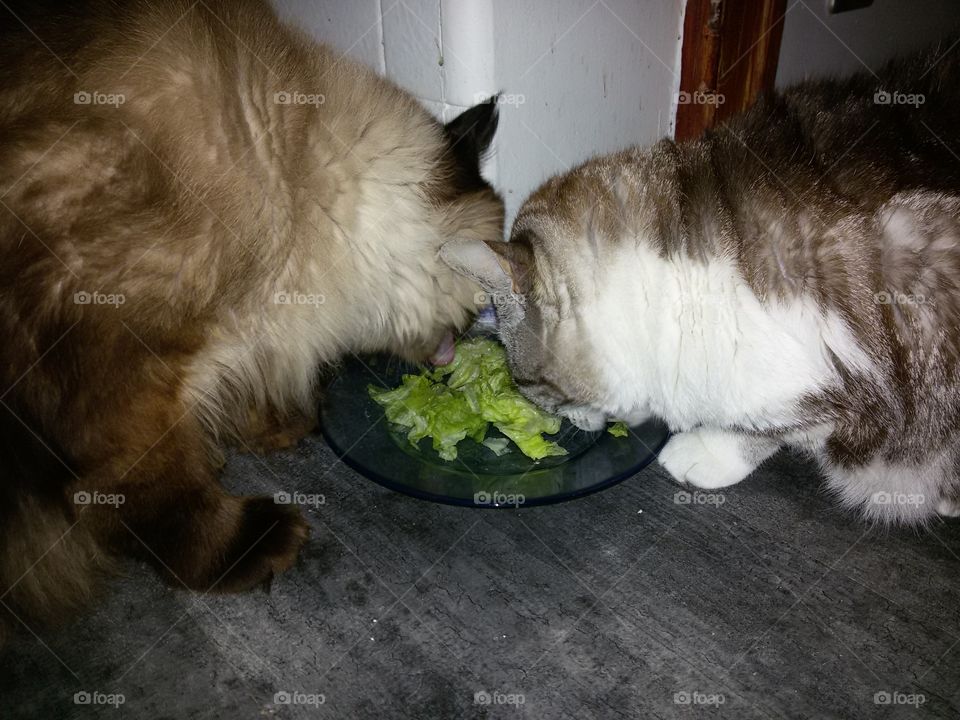 cats like lettuce
