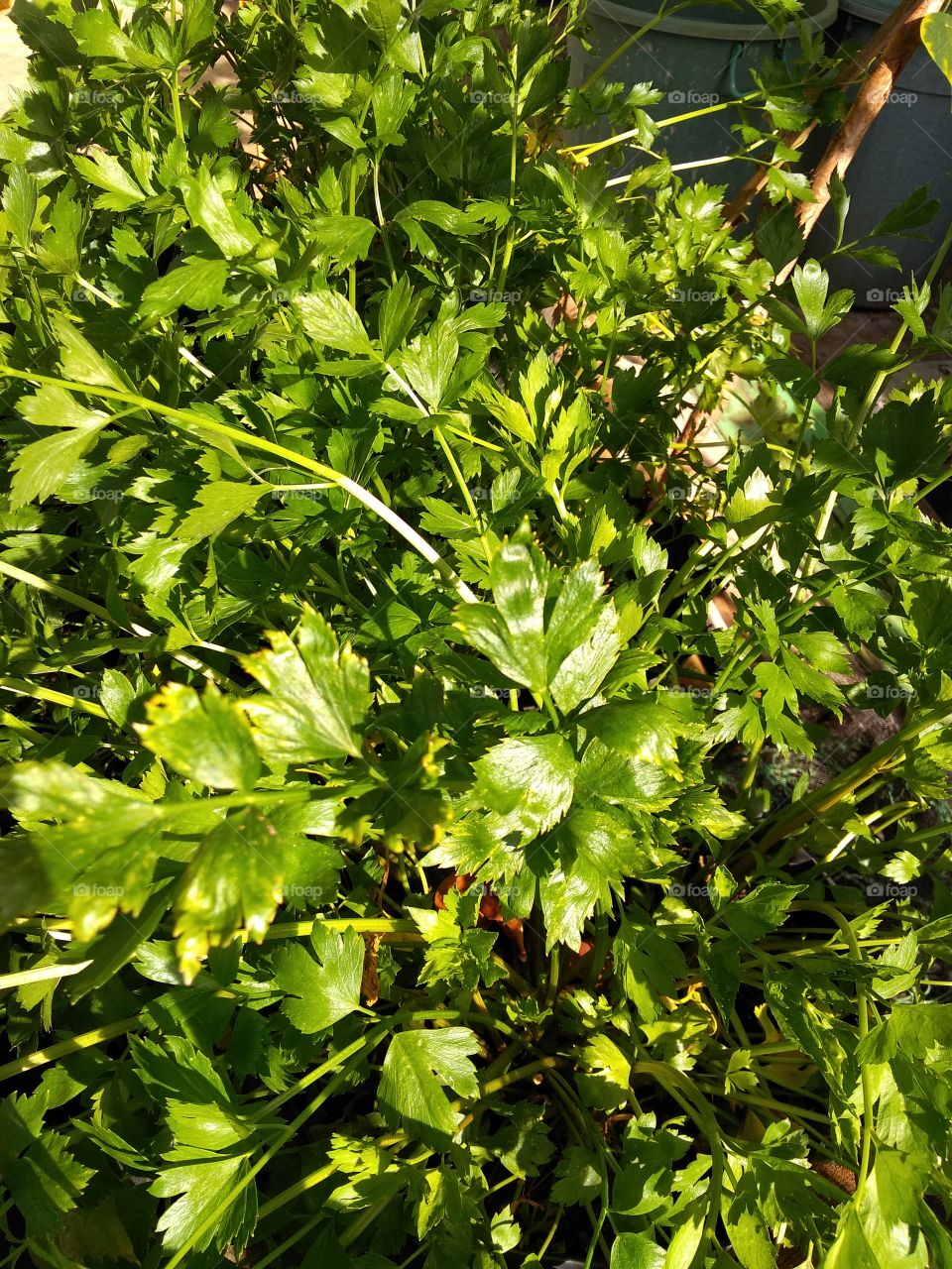 celery leaves that are blooming and ready to be served in every dish as a complementary seasoning