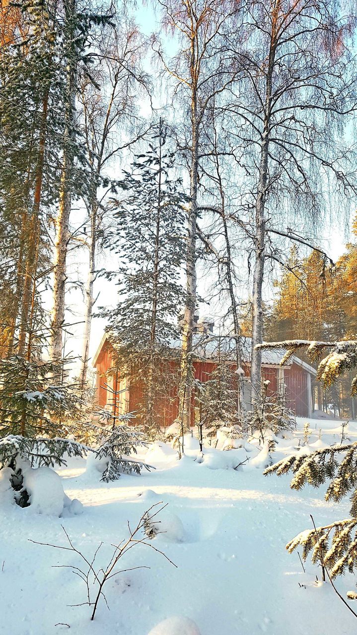 old house in the forest