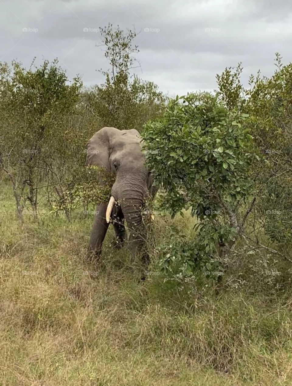 Eliphant in jungle