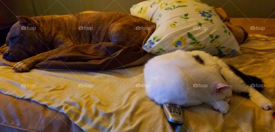 dog and cat sleeping in harmony