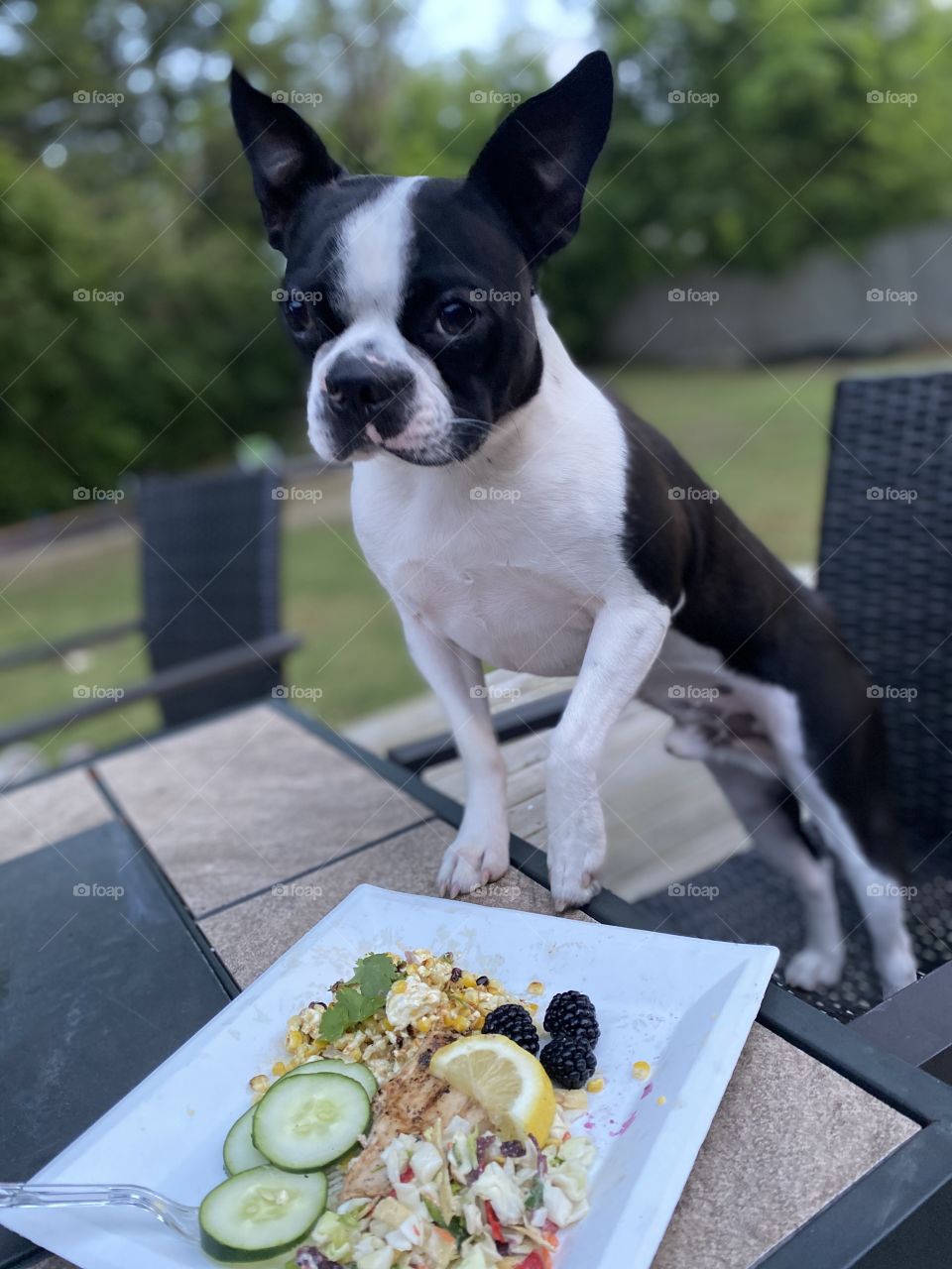 Grilled chicken outside makes Beans think that he gets a seat at the table!  He is right!